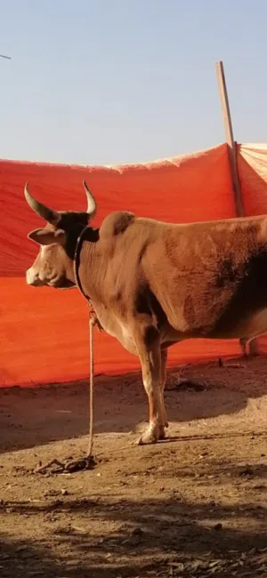 ثور محلي (عماني) للبيع