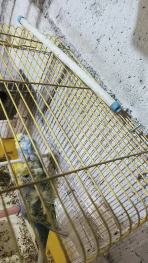 جواز حب هوقو رومو كلها البينو ولاتينو وزوج رينبو