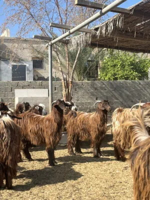 غنم للبيع ماشاءالله حلال طيب