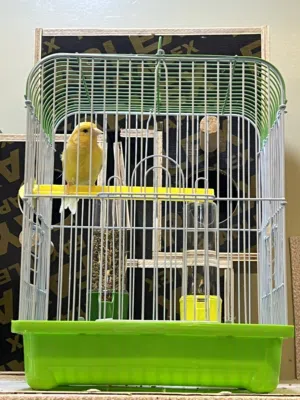 للبيع كناري مغرده مع قفص