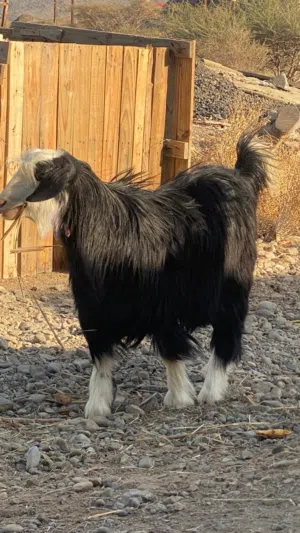 بكار بحاله جيده