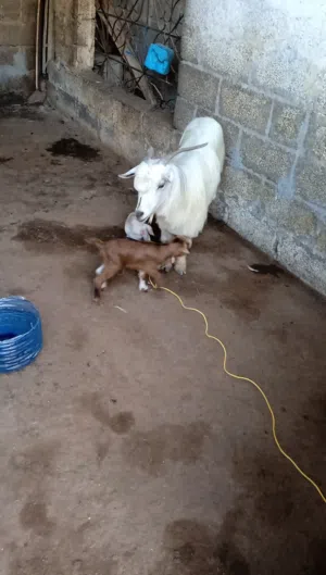 سماد غنم بلاش