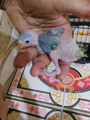 فرخ دره هندي متعلم على زق