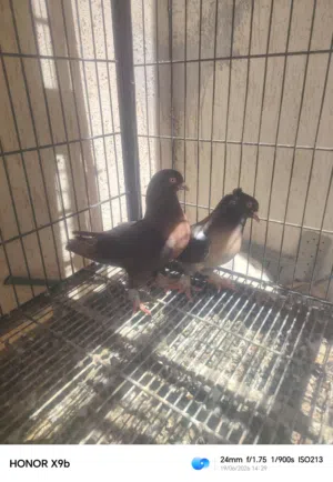 كوبية ميرو
