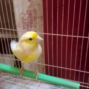 متاح نثيه كناري امايه جبيره مو مختلفه شيرازي ولون كلش حلو