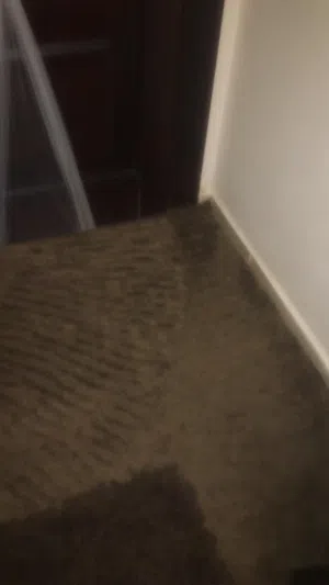 موكيت شاجي أمريكي ( ريشة طويل)