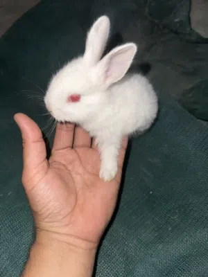 Rabbits for sale  للبيع الارانب الصغار البحريني
