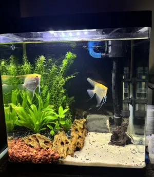 40cm fish aquarium