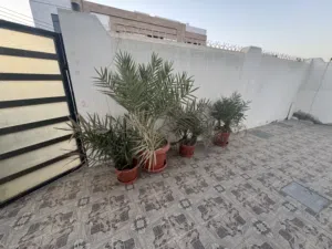 فسايل نخيل للبيع للزينة والحدائق palm tree for sale