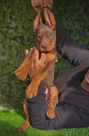 A PREMIUM PURE DOBERMAN PUPPY