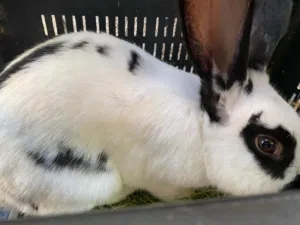 ارنب للبيع ربي يبارك