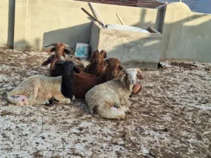 خرفان بلدي تربيه بيت نظيفه