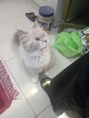 قط شيرازي أليف جداا