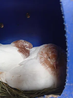 حمام قلاب  نار