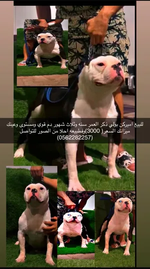 Pitbull0