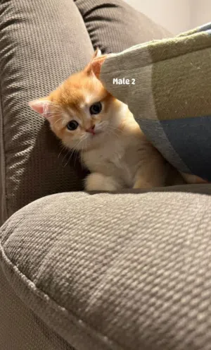 British shorthair kitten