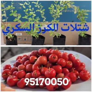 بيع جميع الشتلات والنادرة (كاكاو/كرز/بشملة/كازو/سدر مقضماني/بوت باكستان ، والبرقوق) والنوادر كثيرة .