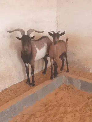 معز للبيع عنز وجدي