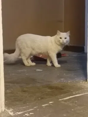للبيع ذكر شيرازي