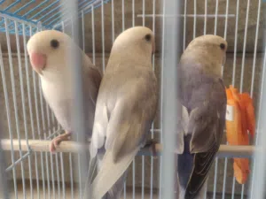 Healthy Lovebirds for Sale with Cage
