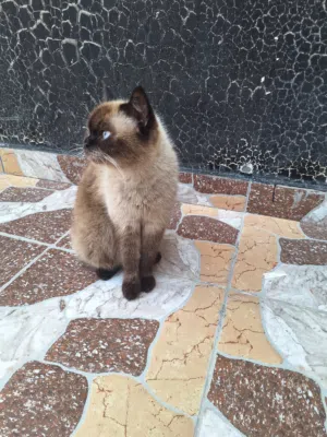 قطه منزليه البيع