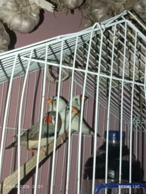المطريه عين شمس