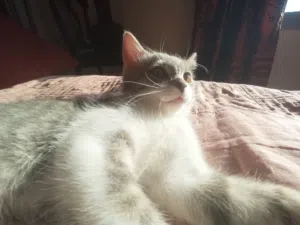 Rami 