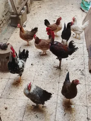دجاج عدد سبعه وديوجه ثلاثه بي كويتي وبي عربي مالنه