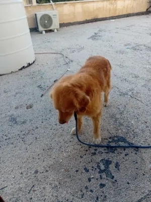 كلب جولدن ريتريفر ذكر للتبني بشروط