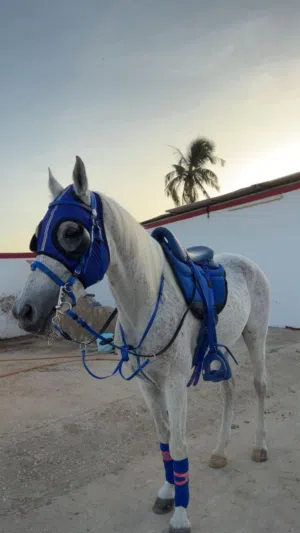 خيل للبيع موجود بصلالة