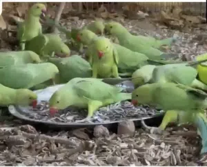بغبغاء دره للبيع