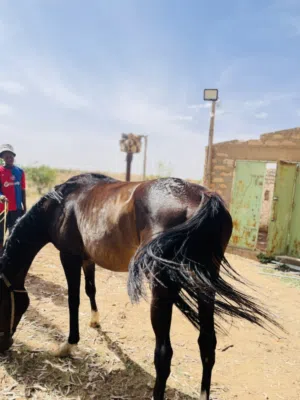 موجود فرس انقليزيه انتاج محليه سعر سوم انتم مكان زاويه