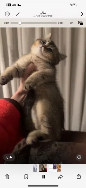 قطه سكوتش ستريت للبيع عمر 3 اشهر