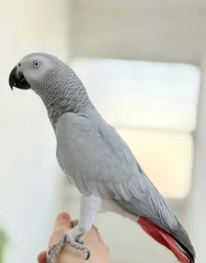 مطلوب كاسكو للشراء بسعر مناسب