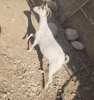 شاه ظفاريه مال صلاله تصلح لتربيه مال حليب