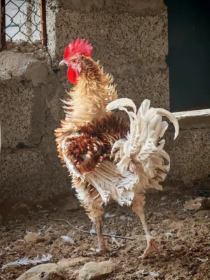 ديكة زينة من سلاله اوروبي مهجن مع عماني
