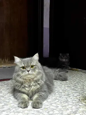 Breed : British Longhair