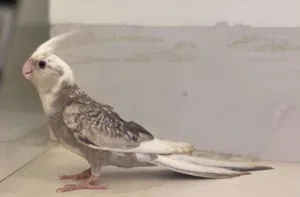فروخ كوكتيل لون مميز