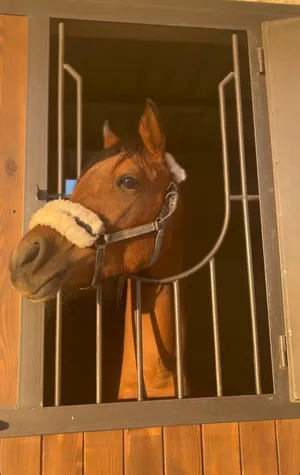 Horses0