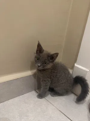قطه هجين سكوت 350