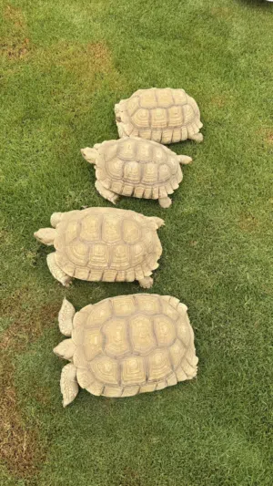 سلاحف سلكاتا