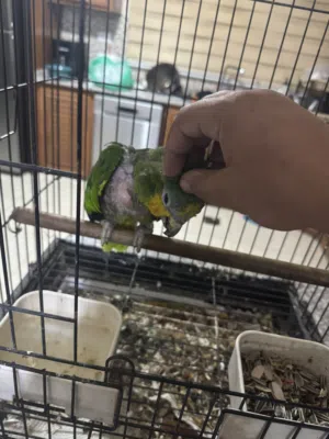ببغاء أمازون اورانج وينج