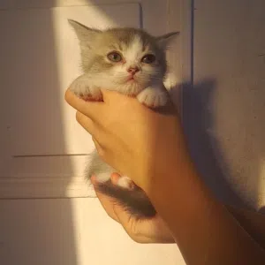 للبيع كتنز سكوتش فولد وستريت
