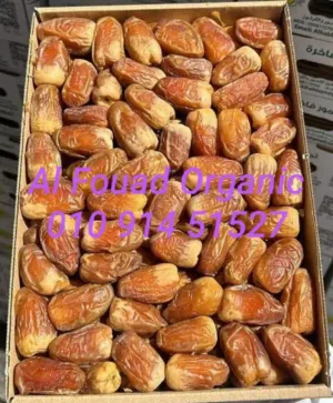 صقعى سعودى جامبو فاخر