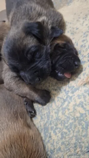 جراو مالينوا الأصل للبيع عمر عشرين يوم