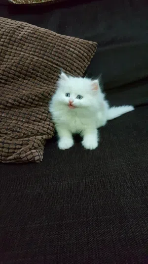 Persian Domestic Longhaired Kittens