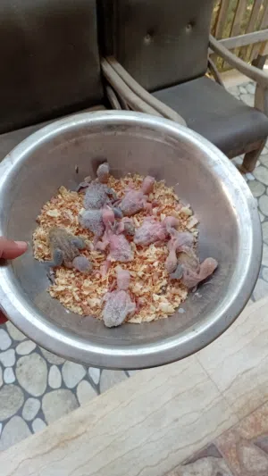 انتاج روز ترويض