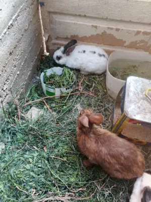 جوز ارانب للبيع