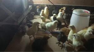 صيصان بلدي وفيومي ولوهمان عمر 5 ايام
