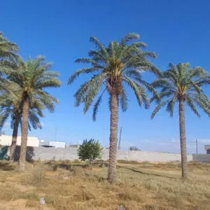 محمد رمضان
